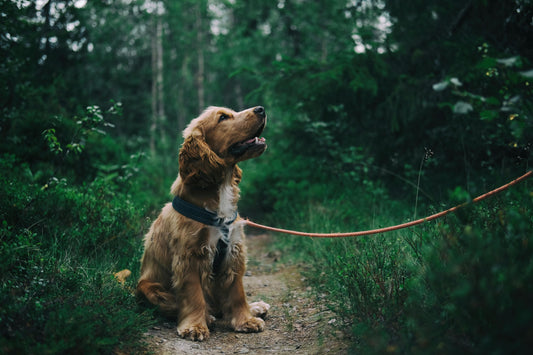 The Truth About Grain-Free Dog Food: Is It Right for Your Dog?