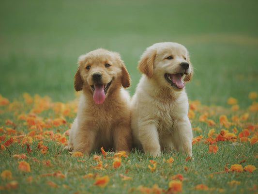 Puppy Nutrition: Giving Your New Best Friend the Best Start
