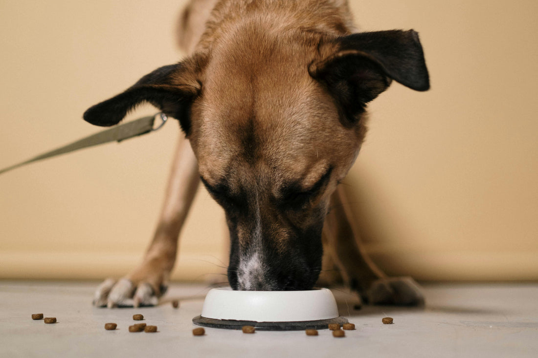 How to Transition Your Dog Onto New Food – A Simple Guide from the Experts