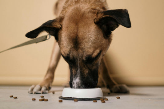 How to Transition Your Dog Onto New Food – A Simple Guide from the Experts